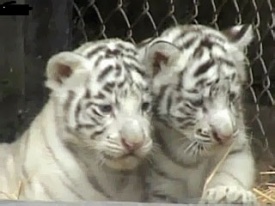 В Екатеринбургском зоопарке объявлен конкурс на имена бенгальским тигрятам
